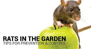 Although most gardeners believe that insects are the only garden pests, rodents can be much worse. Preventing And Controlling Rats In The Garden About The Garden Magazine