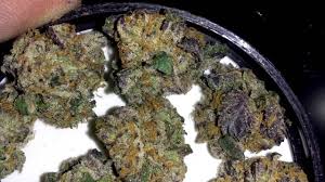 Our exclusive genetics and high standards, and all the people who share this vision with us, will continue the dream. Raspberry Cookies Hd Weed Porn Youtube