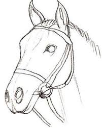 How To Draw A Horse Head Draw Step By Step Horse Head Drawing Animal Drawings Horse Drawings