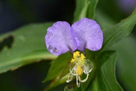 Image result for Commelina triangulispatha