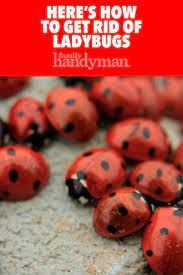 How To Get Rid Of Ladybugs Ladybug Fruit Fly Trap Diy Ladybug House