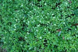 Image result for Pycnostachys verticillata