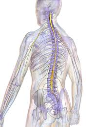 The spinal cord is a part of the central nervous system. The Central Nervous System Lesson For Kids Study Com