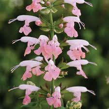 Image result for Salvia coccinea