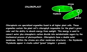 Interactive Cell Model