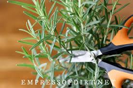 Image result for rosemary cuttings