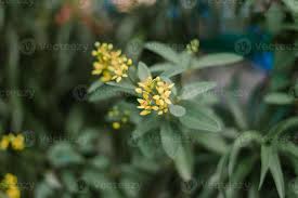 Image result for Malpighiaceae