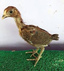 85 Gambar Ayam Ninja Gambar Pixabay