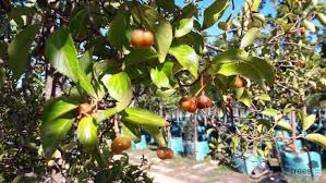 Image result for Grewia