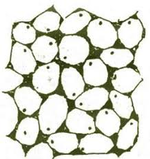 Maybe you would like to learn more about one of these? Multiple Choice Questions On Plant Anatomy