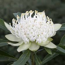Cc Telopea White Shady Lady White Waratah Aust Native Need To Grow Some Of These With Images Australian Native Flowers Australian Flowers Australian Native Plants