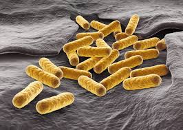 But a few strains, such as e. E Coli Le Blogue De Votre Gastroenterologue A Montreal