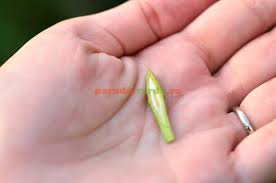 La altoirea in ochi crescand, altoiul nu mai prezinta portiunea de petiol. Altoirea De August A Pomilor In Imagini Pas Cu Pas Paradis Verde