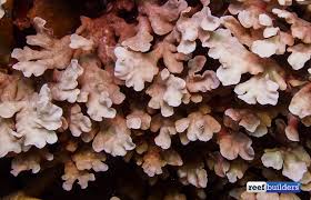 Image result for Polyceratocarpus