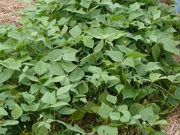 They are grains, grasses, or legumes that will grow during fall and winter and that you can plow, spade, or till under in the spring. Green Beans Great Crop For Late Summer Until Frost Tending My Garden