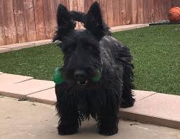 This dog will shed a negligible amount. Scottish Terrier Breed Information Guide Quirks Pictures Personality Facts Barkpost