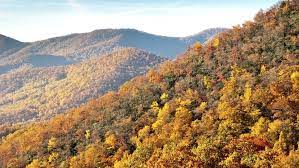 Lt;p|>| |mixed forests| are a |temperate| and |humid| |biome|. Temperate Broadleaf And Mixed Forest Ecology Pocket Guide