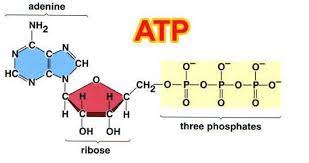An atp molecule i built and animated for an independent study program a few years ago. Atp Is Considered To Be An Energy Carrier Molecule Where Is The Energy Actually Located In This Brainly Com