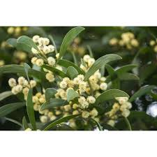 Image result for Acacia melanoxylon