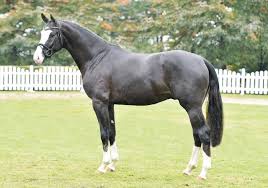 Im gesegneten alter von 28 jahren musste der stempelhengst und linienbegründer schweren herzens erlöst werden. Totillah Zuchthof Kathmann