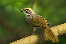 Yang belum jau foto dari spesies merbah silahkan pahami beberapa koleksi gambar burung merbah berikut yang membutuhkan suara jernih burung trucukan gacor, sebaiknya anda download beberapa mp3 berikut ini. Download Gambar Burung Trucukan Jual Produk Tali Burung Kutilang Termurah Dan Terlengkap April 2021 Bukalapak You Can Choose The Suara Burung Trucukan Pikat Offline Apk Version That Suits Your Phone