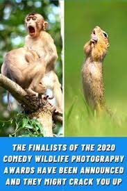 Pin On Funny Animals