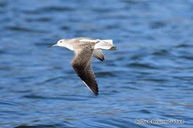 Image result for Trachypogon chevalieri