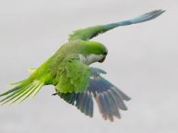 Quaker Parrots Of San Leon Parrot Quaker San