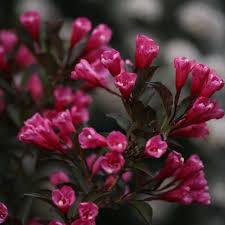 7 tips to grow a beautiful cut flower garden. Wine Roses Weigela Florida Proven Winners