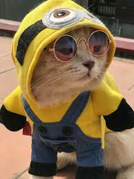 Pinterest Pqpunicor Cute Baby Cats Cute Animals Cute Baby Animals
