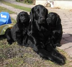 Check spelling or type a new query. Flat Coated Retriever Pups Classic Look Trim Dog Winter Coat Cute Cats And Dogs Retriever Puppy