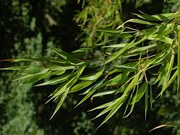 Maybe you would like to learn more about one of these? How To Remove Bamboo From Your Yard