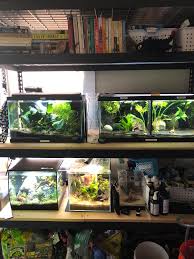 I will be getting a new betta fish tank and new betta fis. Loving My Fish Shelf Aquariums
