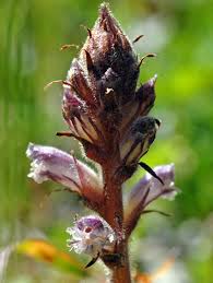 Image result for Orobanche minor