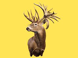 We produce some of the largest trophy whitetail deer in the south. The Story Behind The World Record Whitetail Deer