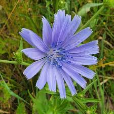 Image result for Cichorium intybus