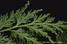 Image result for Selaginella cathedrifolia
