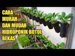 Hidroponik Botol Bekas Disamping Rumah Vlog 06 Youtube Hidroponik Menanam Sayuran Ide Berkebun
