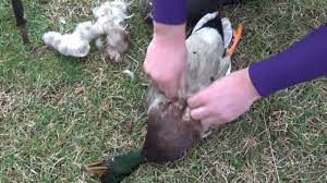 How To Clean A Duck - Youtube