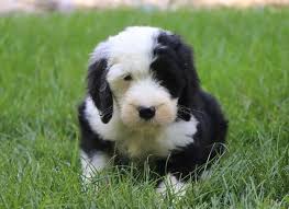 Black And White Sheepadoodle For Sale Black And White Sheepadoodle Pup Sheepadoodle Puppy Sheepadoodle Doodle Puppy