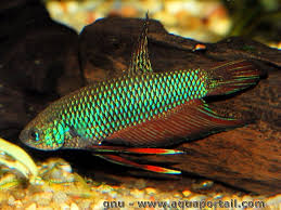 Betta Smaragdina Betta Emeraude