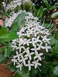 Image result for Pavetta pumila