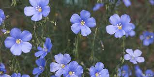 Maybe you would like to learn more about one of these? 12 Colorado Wildflowers To Look For This Spring