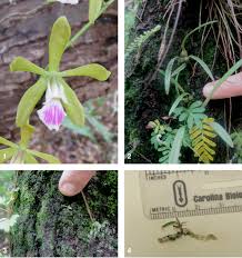 Maybe you would like to learn more about one of these? Encyclia Tampensis From The Florida Panther National Wildlife Refuge Download Scientific Diagram