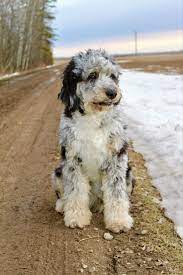 Pin On All About Aussiedoodles