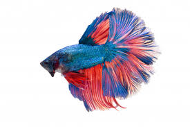 Black mahachai hybrid betta fish for sale breeder and seller long time from jakarta, indonesia whatapp and mobile : Free Photo Halfmoon Fancy Betta Fish