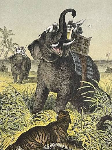 1877 Antique Original Book Plate Elephant hunt