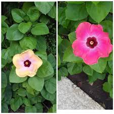 Meine Mutter Hat Diese Wunderschone Blume Hibiskus Die Im Laufe Des Tages Ihre Farbe Andert Andert Blume Des Die Diese Hibiscus Flowers Horticulture