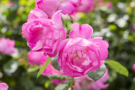 Image result for Rosaceae