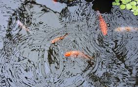 You can also choose 2 larger fish and a few. How Many Fish Can I Have In My Pond